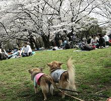 yomotsuku080329-6.JPG
