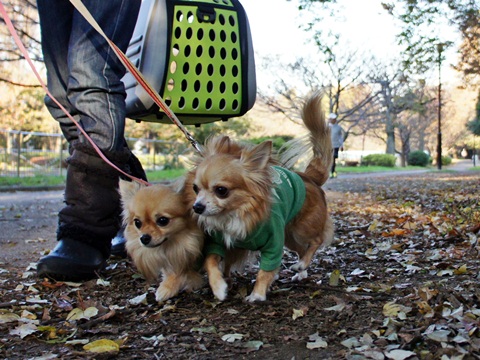 yomotsuku20111126-10.JPG