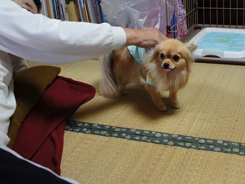 yomotsuku20111008-5.JPG