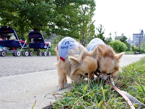 yomotsuku20111001-4.JPG