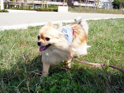 yomotsuku20111001-5.JPG