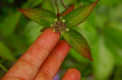 極小山紫陽花だす。。。