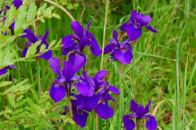 紫色の花を見つけて