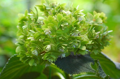 玉紫陽花