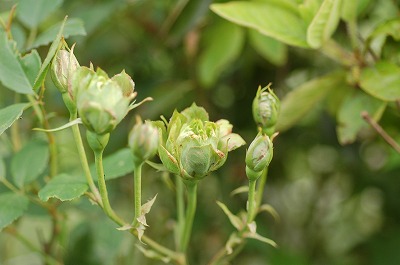 緑の薔薇