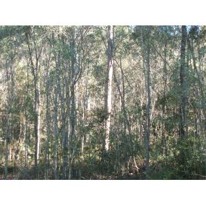 こだまのいる森