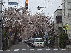 桜ヶ丘通り.jpg