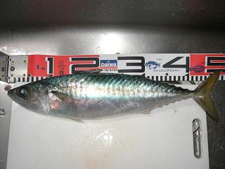 20080129真鯖48Cm