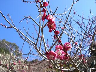 20080205ume1