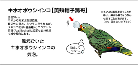 キホオボウシインコ