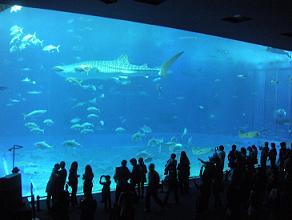 美ら海水族館3