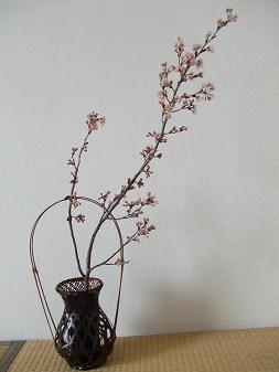 桜（室内）.JPG