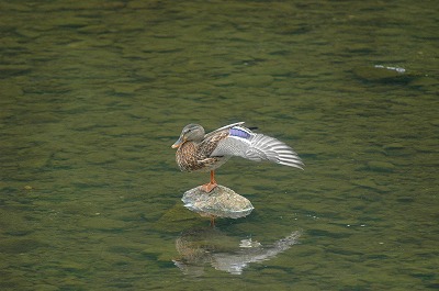 DSC_0374.jpg