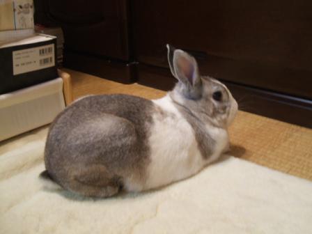 昨日の夜のまったり～。