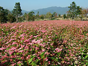 紅いそばの花.jpg