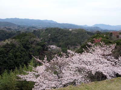 岡城桜2.jpg