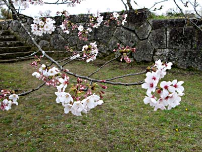 岡城桜.jpg