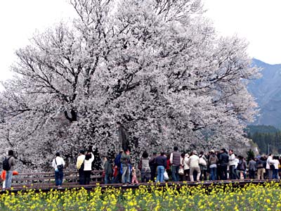 一心行桜1.jpg