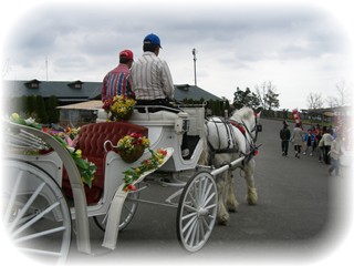 花公園馬車.jpeg