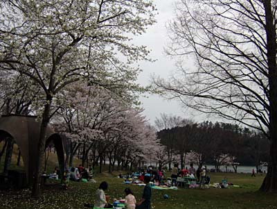 志高の桜.jpg