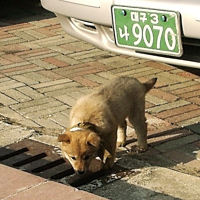 韓国の柴犬？3