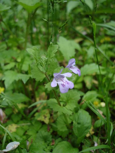 DSC09059カキドオシ.jpg