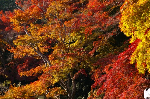 金蔵寺紅葉２.jpg