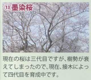 13墨染桜.jpg