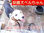 保護犬ベルちゃん.jpg