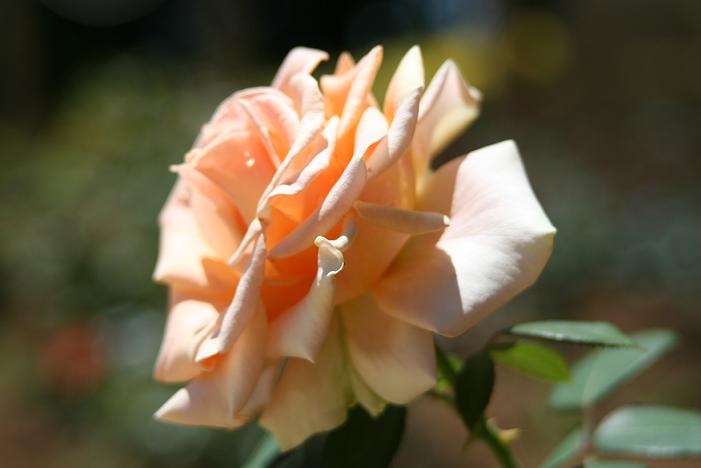 IMG_0789マリリンモンロー２.JPG