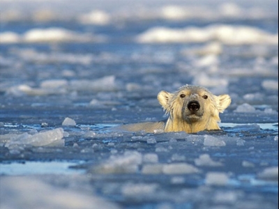 geo_polar-bears-swimming-longer-distances_37647_big_thum500.jpg