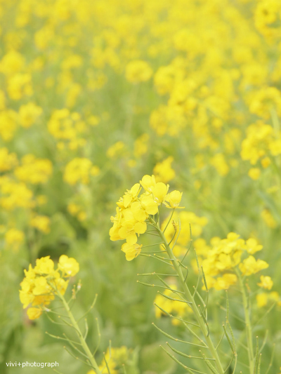 菜の花