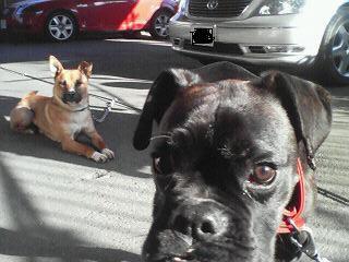 ﾎﾞｷﾞﾘﾋﾞ