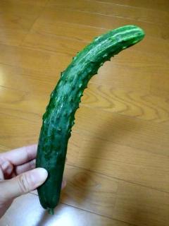 きゅうり