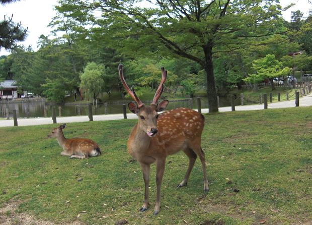 奈良公園.jpg