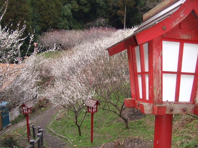 梅林公園の梅 036.JPG