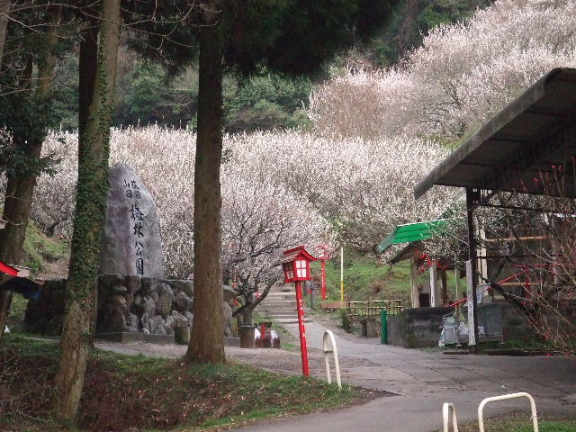 梅林公園の梅 039.JPG