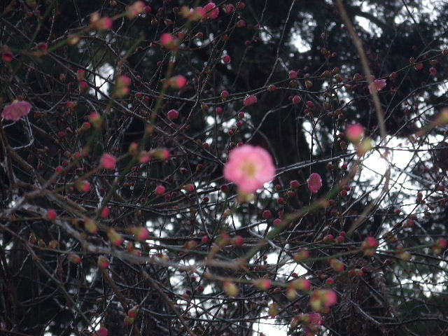 猪野神社と梅 024.JPG