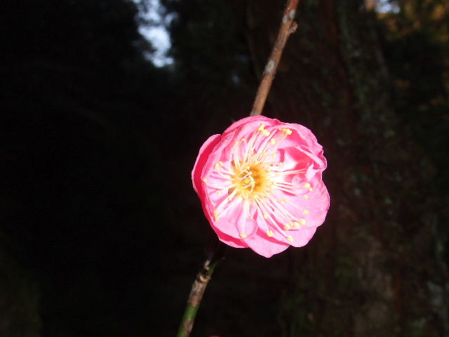 猪野神社と梅 026.JPG