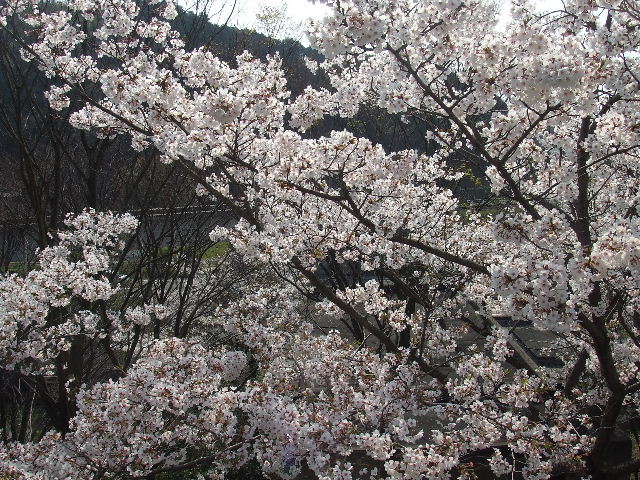 笹栗と愛宕神社 008.JPG