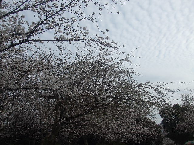 西公園の桜 011.JPG