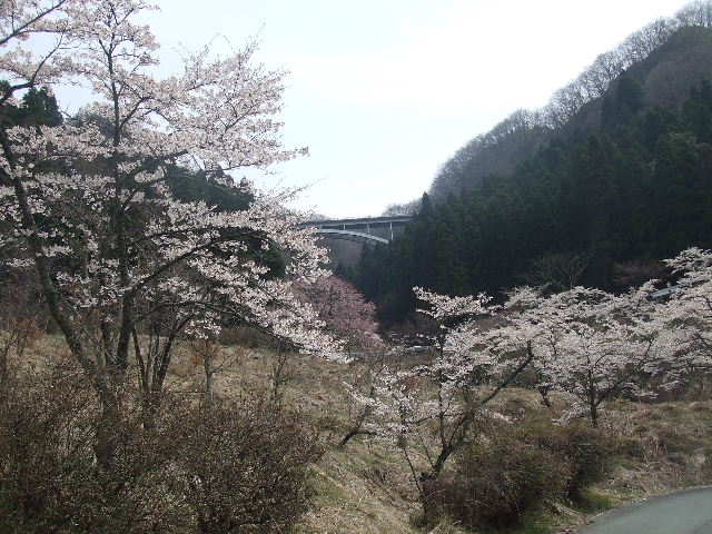 阿蘇、桜めぐり 043.JPG