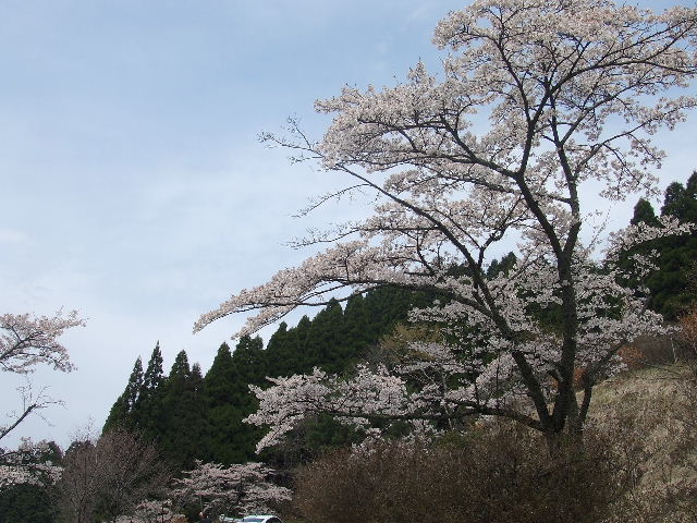 阿蘇、桜めぐり 044.JPG