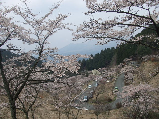 阿蘇、桜めぐり 048.JPG