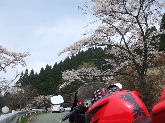 阿蘇、桜めぐり 046.JPG