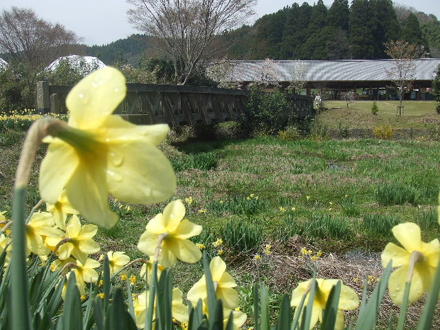 阿蘇、桜めぐり 057.JPG