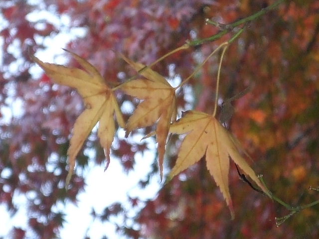 光明禅寺と紅葉 066.JPG