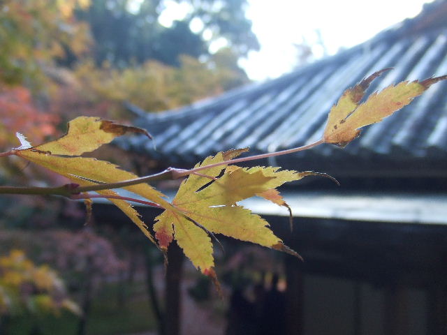 光明禅寺と紅葉 080.JPG