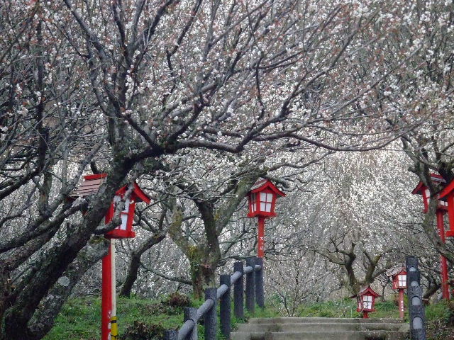 梅林公園の梅 006.JPG