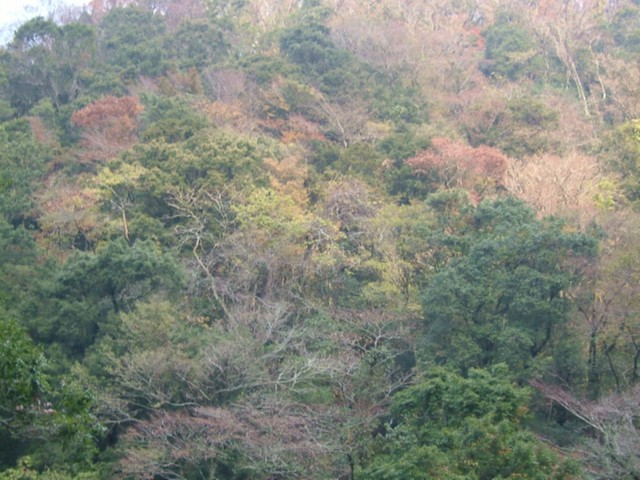 2005_1127菊池渓谷0032.JPG